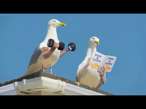 Wieder Vögel mit Armen | Lustiges | Was is hier eigentlich los?